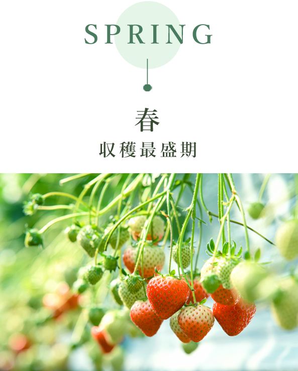 春　収穫最盛期