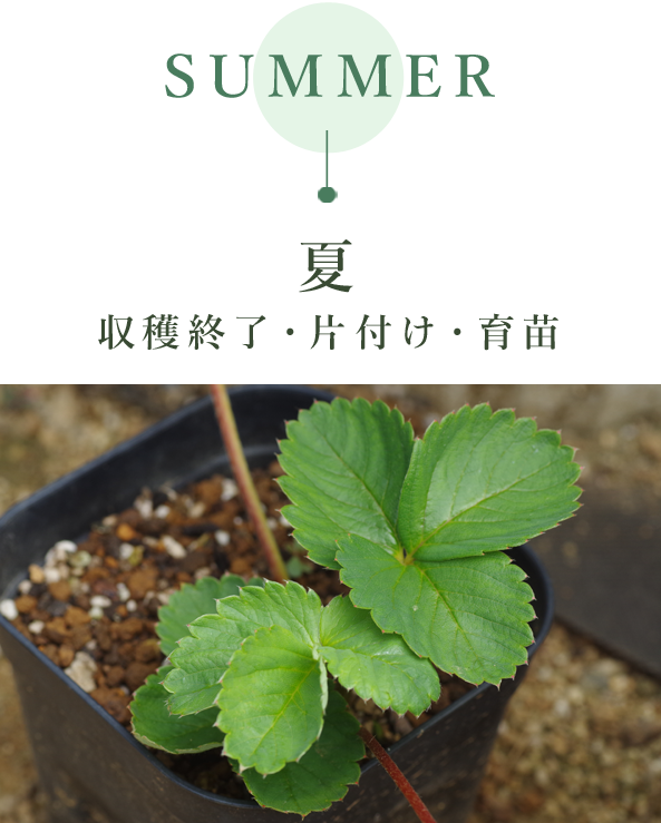 夏　収穫修了・片付け・育苗